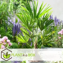 Plant in a Box Chinese Waaierpalm - Trachycarpus Fortunei - Hoogte 35-45cm - ⌀15cm Outlet