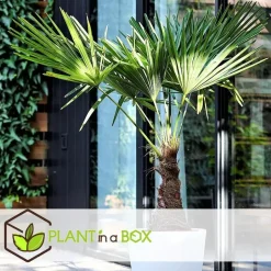 Plant in a Box Chinese Waaierpalm - Trachycarpus Fortunei - Hoogte 35-45cm - ⌀15cm Outlet