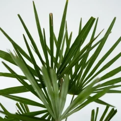 Plant in a Box Chinese Waaierpalm - Trachycarpus Fortunei - Hoogte 35-45cm - ⌀15cm Outlet