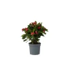 Plant in a Box Christusdoorn - Euphorbia 'Milii' - Hoogte 25-35cm - ⌀13cm Hot