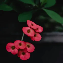 Plant in a Box Christusdoorn - Euphorbia 'Milii' - Hoogte 25-35cm - ⌀13cm Hot