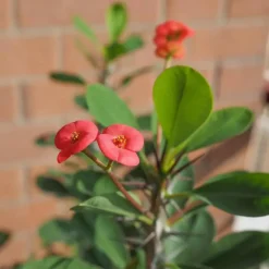 Plant in a Box Christusdoorn - Euphorbia 'Milii' - Hoogte 25-35cm - ⌀13cm Hot