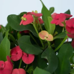 Plant in a Box Christusdoorn - Euphorbia 'Milii' - Hoogte 25-35cm - ⌀13cm Hot