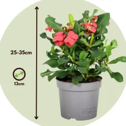 Plant in a Box Christusdoorn - Euphorbia 'Milii' - Hoogte 25-35cm - ⌀13cm Hot