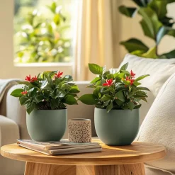 Plant in a Box Christusdoorn - Euphorbia 'Milii' - Hoogte 25-35cm - ⌀13cm Hot