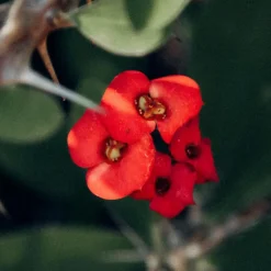 Plant in a Box Christusdoorn - Euphorbia 'Milii' - Hoogte 25-35cm - ⌀13cm Hot