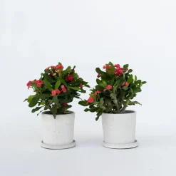 Plant in a Box Christusdoorn - Set van 2 - Euphorbia 'Milii' - Hoogte 25-35cm - ⌀13cm Best