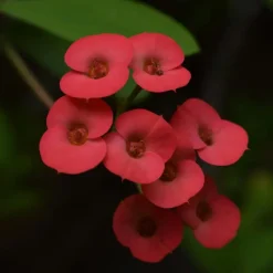 Plant in a Box Christusdoorn - Set van 2 - Euphorbia 'Milii' - Hoogte 25-35cm - ⌀13cm Best