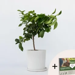 Plant in a Box Citroenboom - Citrus limon - Hoogte 60-70cm - ⌀19cm Hot