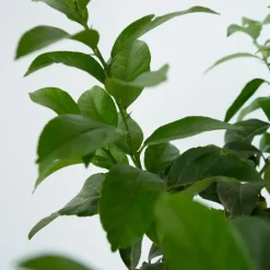 Plant in a Box Citroenboom - Citrus limon - Hoogte 60-70cm - ⌀19cm Hot