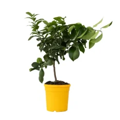 Plant in a Box Citroenboom - Citrus limon - Hoogte 60-70cm - ⌀19cm New