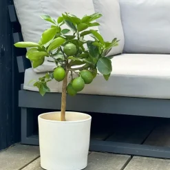 Plant in a Box Citroenboom - Citrus limon - Hoogte 60-70cm - ⌀19cm New