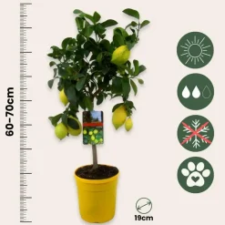 Plant in a Box Citroenboom - Citrus limon - Hoogte 60-70cm - ⌀19cm New