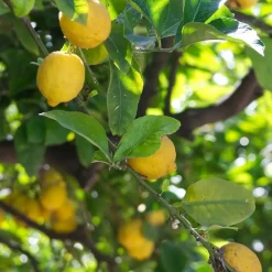 Plant in a Box Citroenboom - Citrus limon - Hoogte 60-70cm - ⌀19cm New