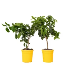 Plant in a Box Citroenboom - Set van 2 - Citrus limon - Hoogte 60-70cm - ⌀19cm Clearance