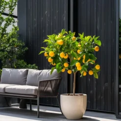 Plant in a Box Citroenboom - Set van 3 - Citrus limon - Hoogte 25-40cm - ⌀9cm Online