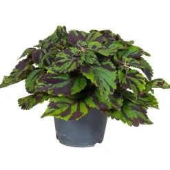 Plant in a Box Coleus 'Tiger' - Siernetel - Hoogte 25-35cm - ø17cm Best