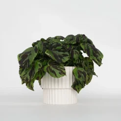 Plant in a Box Coleus 'Tiger' - Siernetel - Hoogte 25-35cm - ø17cm Best