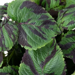 Plant in a Box Coleus 'Tiger' - Siernetel - Hoogte 25-35cm - ø17cm Best