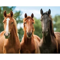 Cornelissen Placemat - drie paarden - 3D - 30 x 40 cm Online