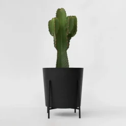 Plant in a Box Cowboycactus - Euphorbia ingens - Hoogte 85-95cm - ⌀24cm