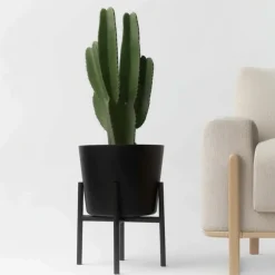 Plant in a Box Cowboycactus - Euphorbia ingens - Hoogte 85-95cm - ⌀24cm