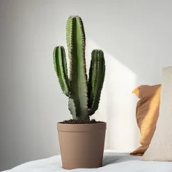 Plant in a Box Cowboycactus - Euphorbia ingens - Hoogte 85-95cm - ⌀24cm