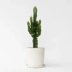 Plant in a Box Cowboycactus - Euphorbia ingens - Hoogte 50-60cm - ⌀17cm Online