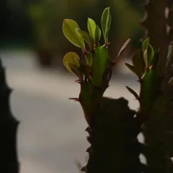 Plant in a Box Cowboycactus - Euphorbia ingens - Hoogte 50-60cm - ⌀17cm Online