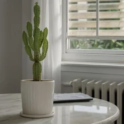 Plant in a Box Cowboycactus - Euphorbia ingens - Hoogte 50-60cm - ⌀17cm Online