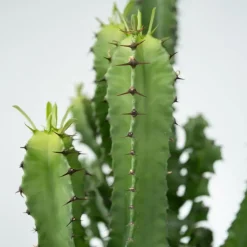 Plant in a Box Cowboycactus - Euphorbia ingens - Hoogte 50-60cm - ⌀17cm Online