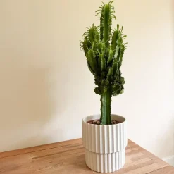 Plant in a Box Cowboycactus - Euphorbia ingens - Hoogte 50-60cm - ⌀17cm Online