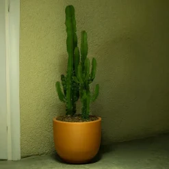 Plant in a Box Cowboycactus - Euphorbia ingens - Hoogte 50-60cm - ⌀17cm Online