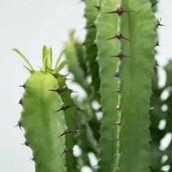 Plant in a Box Cowboycactus - Euphorbia ingens - Hoogte 50-60cm - ⌀17cm Online