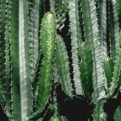 Plant in a Box Cowboycactus - Euphorbia ingens - Hoogte 50-60cm - ⌀17cm Online