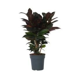 Plant in a Box Croton - Codiaeum variegatum 'Mrs. Iceton' - Hoogte 60-70cm - ⌀19cm Discount