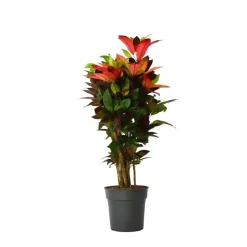 Plant in a Box Croton - Codiaeum variegatum 'Mrs. Iceton' - Hoogte 90-100cm - Pot 27cm Outlet