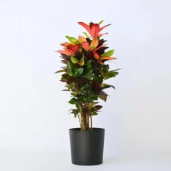 Plant in a Box Croton - Codiaeum variegatum 'Mrs. Iceton' - Hoogte 90-100cm - Pot 27cm Outlet