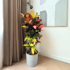 Plant in a Box Croton - Codiaeum variegatum 'Mrs. Iceton' - Hoogte 90-100cm - Pot 27cm Outlet