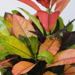 Plant in a Box Croton - Codiaeum variegatum 'Mrs. Iceton' - Hoogte 90-100cm - Pot 27cm Outlet