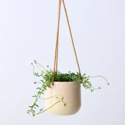 Plant in a Box Dolfijnenplant - Senecio peregrinus - Hoogte 10-20cm - ⌀12cm