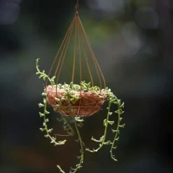 Plant in a Box Dolfijnenplant - Senecio peregrinus - Hoogte 10-20cm - ⌀12cm