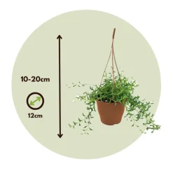 Plant in a Box Dolfijnenplant - Senecio peregrinus - Hoogte 10-20cm - ⌀12cm