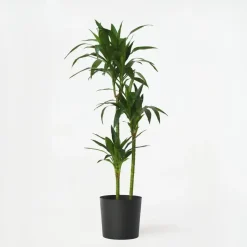 Plant in a Box Drakenbloedboom - Dracaena deremensis 'Janet Craig' - Hoogte 140-150cm - ⌀24cm Discount