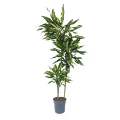 Plant in a Box Drakenbloedboom - Dracaena fragrans 'Cintho' - Hoogte 140-150cm - ⌀24cm Best
