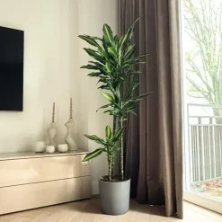 Plant in a Box Drakenbloedboom - Dracaena fragrans 'Cintho' - Hoogte 140-150cm - ⌀24cm Best