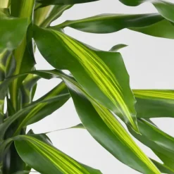 Plant in a Box Drakenbloedboom - Dracaena fragrans 'Cintho' - Hoogte 140-150cm - ⌀24cm Best