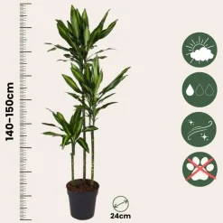 Plant in a Box Drakenbloedboom - Dracaena fragrans 'Cintho' - Hoogte 140-150cm - ⌀24cm Best