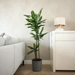 Plant in a Box Drakenbloedboom - Dracaena fragrans 'Cintho' - Hoogte 140-150cm - ⌀24cm Best