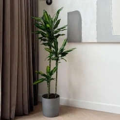 Plant in a Box Drakenbloedboom - Dracaena fragrans 'Cintho' - Hoogte 140-150cm - ⌀24cm Best